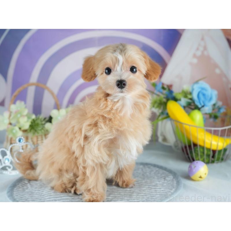 販売中の茨城県のマルプー:マルチーズ×トイプードル-412618の6枚目