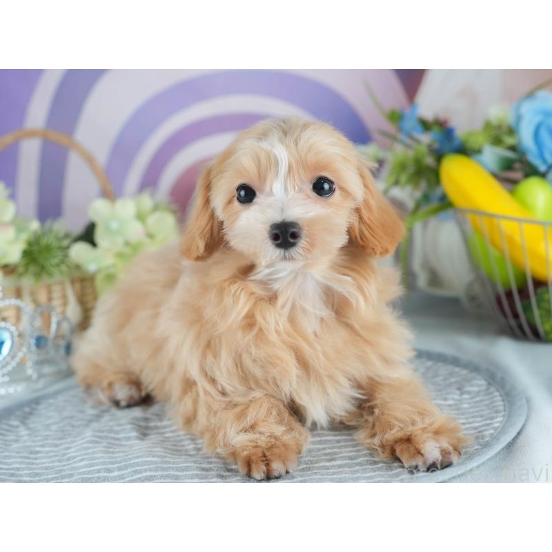 販売中の茨城県のマルプー:マルチーズ×トイプードル-412618の3枚目