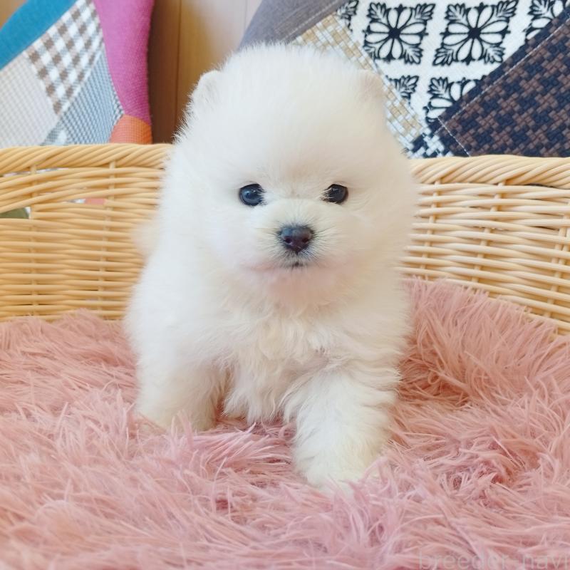 成約済の和歌山県のポメラニアン-411021の6枚目