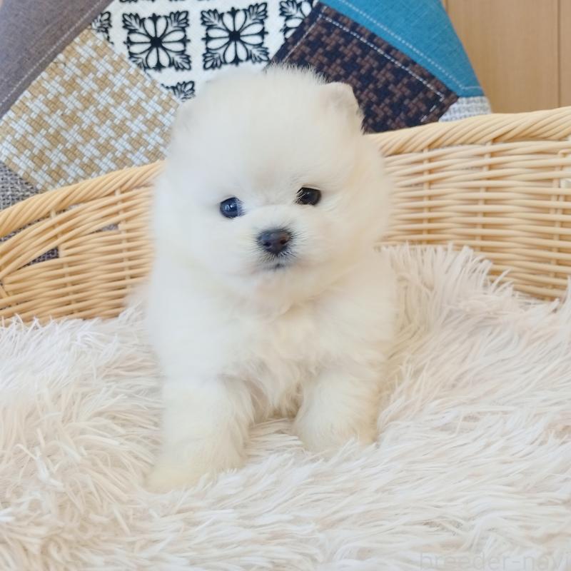 成約済の和歌山県のポメラニアン-411021の5枚目