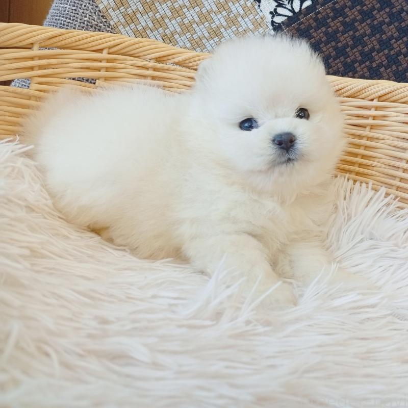 成約済の和歌山県のポメラニアン-411021の4枚目