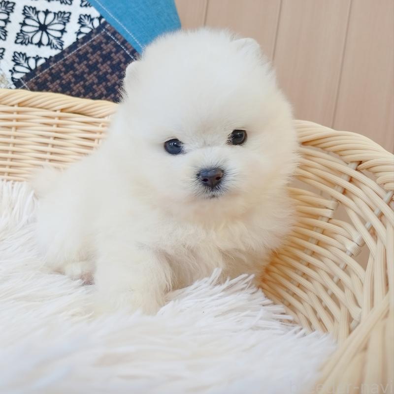 成約済の和歌山県のポメラニアン-411021の3枚目