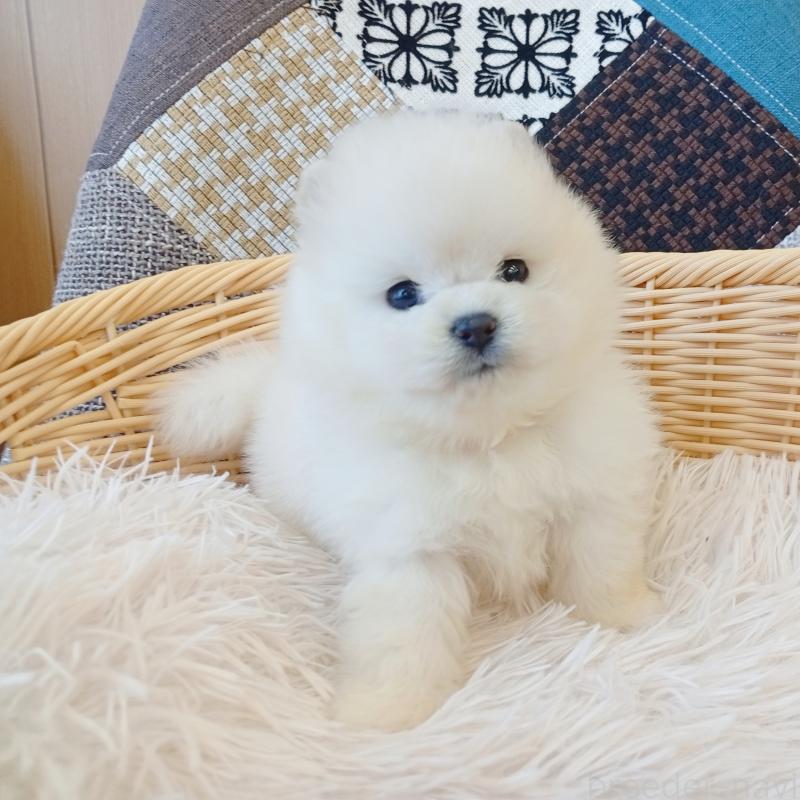 成約済の和歌山県のポメラニアン-411021の2枚目