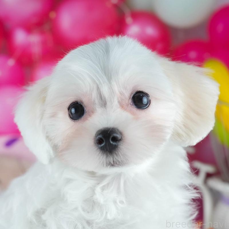販売中の茨城県のミックス犬-412715の1枚目