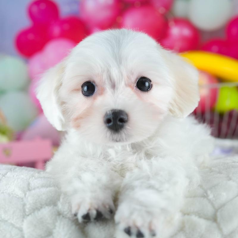 販売中の茨城県のミックス犬-412715の8枚目