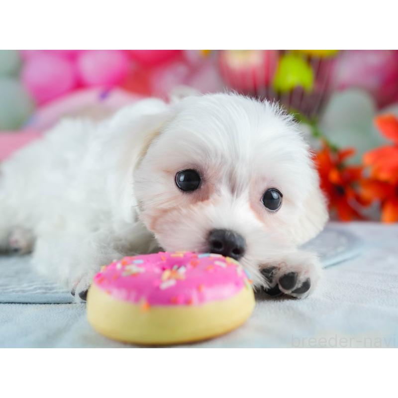 販売中の茨城県のミックス犬-412715の7枚目