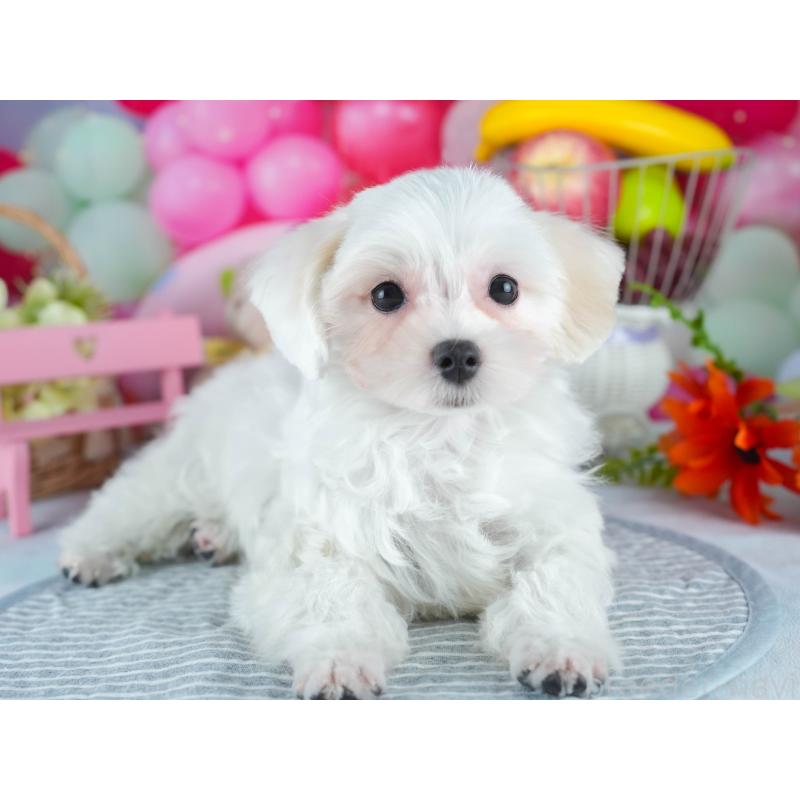 販売中の茨城県のミックス犬-412715の6枚目
