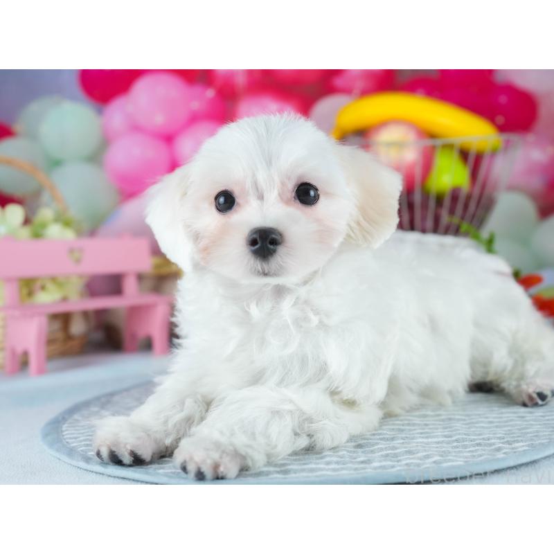 販売中の茨城県のミックス犬-412715の5枚目