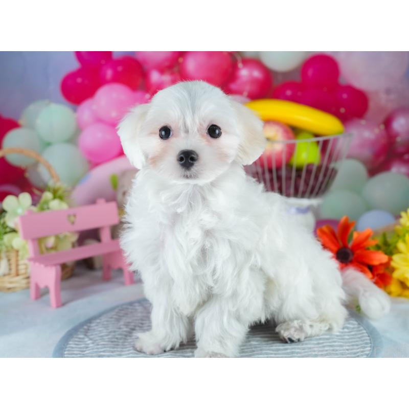 販売中の茨城県のミックス犬-412715の3枚目