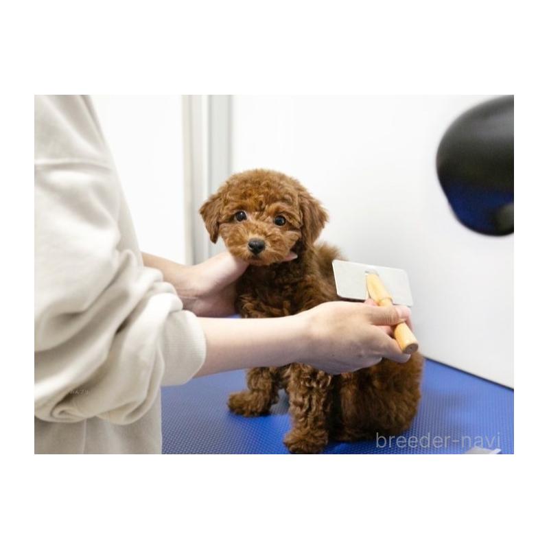 販売中の茨城県のミックス犬-412714の12枚目