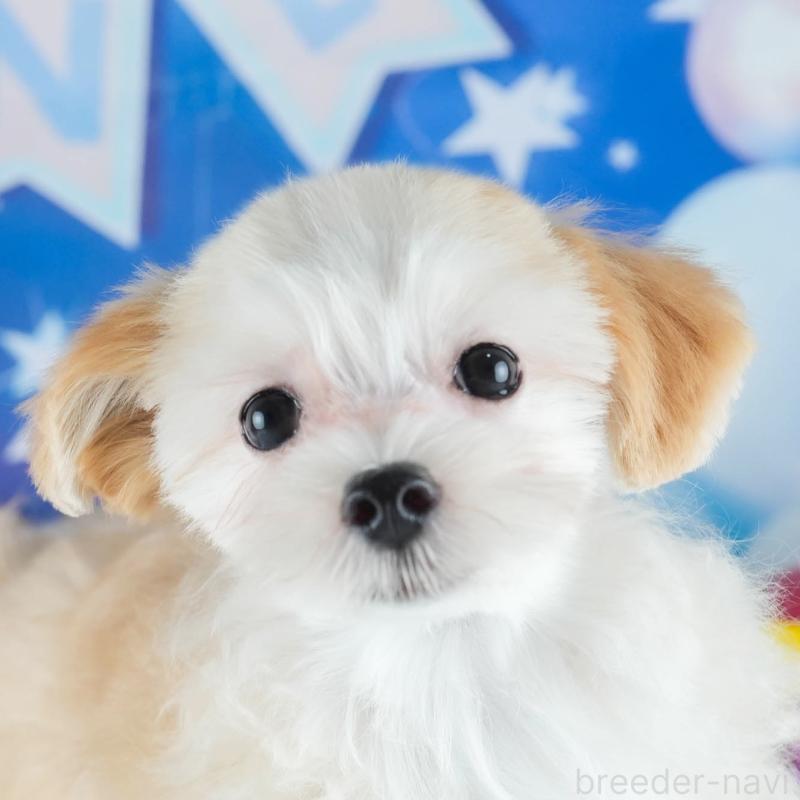 販売中の茨城県のミックス犬-412714の1枚目
