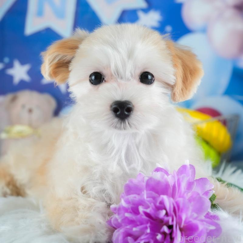 販売中の茨城県のミックス犬-412714の8枚目
