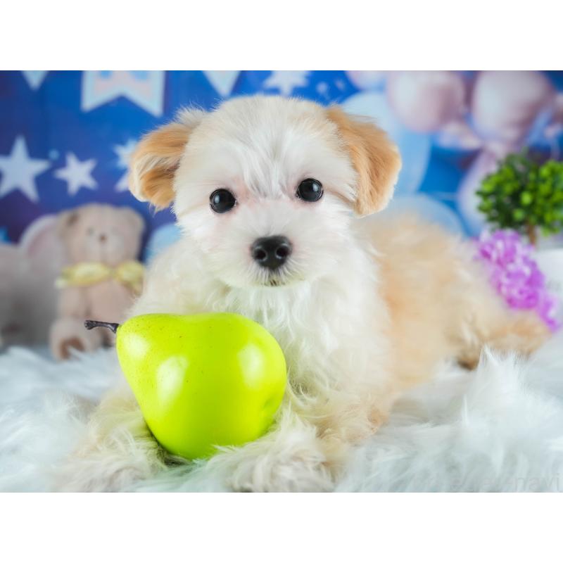 販売中の茨城県のミックス犬-412714の7枚目
