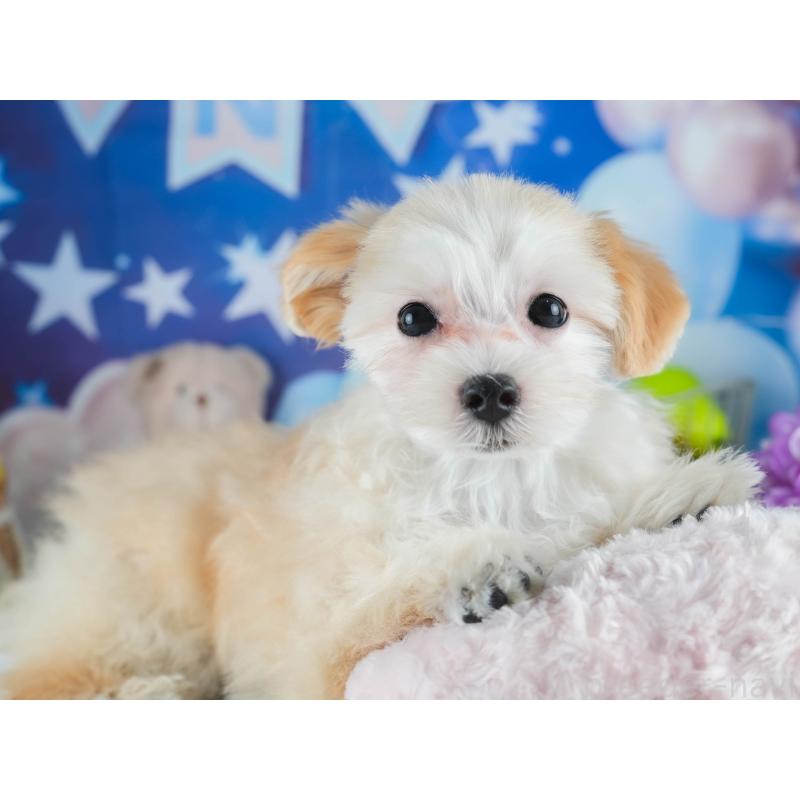販売中の茨城県のミックス犬-412714の6枚目