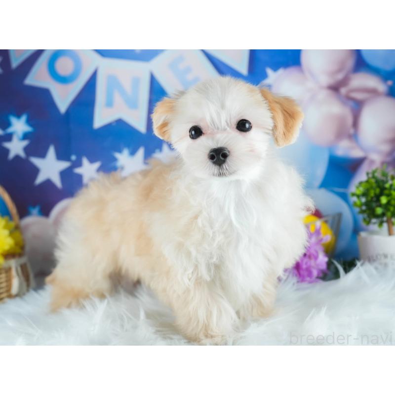 販売中の茨城県のミックス犬-412714の5枚目