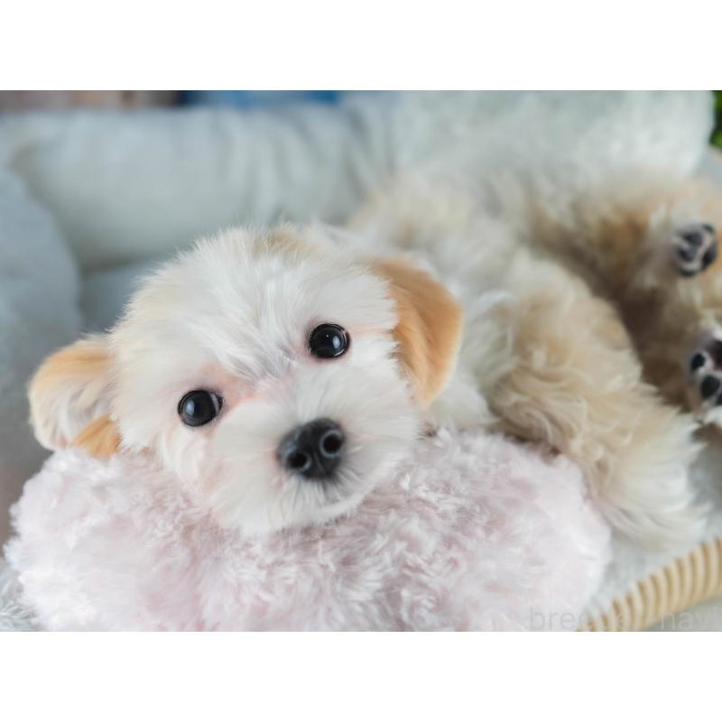 販売中の茨城県のミックス犬-412714の4枚目