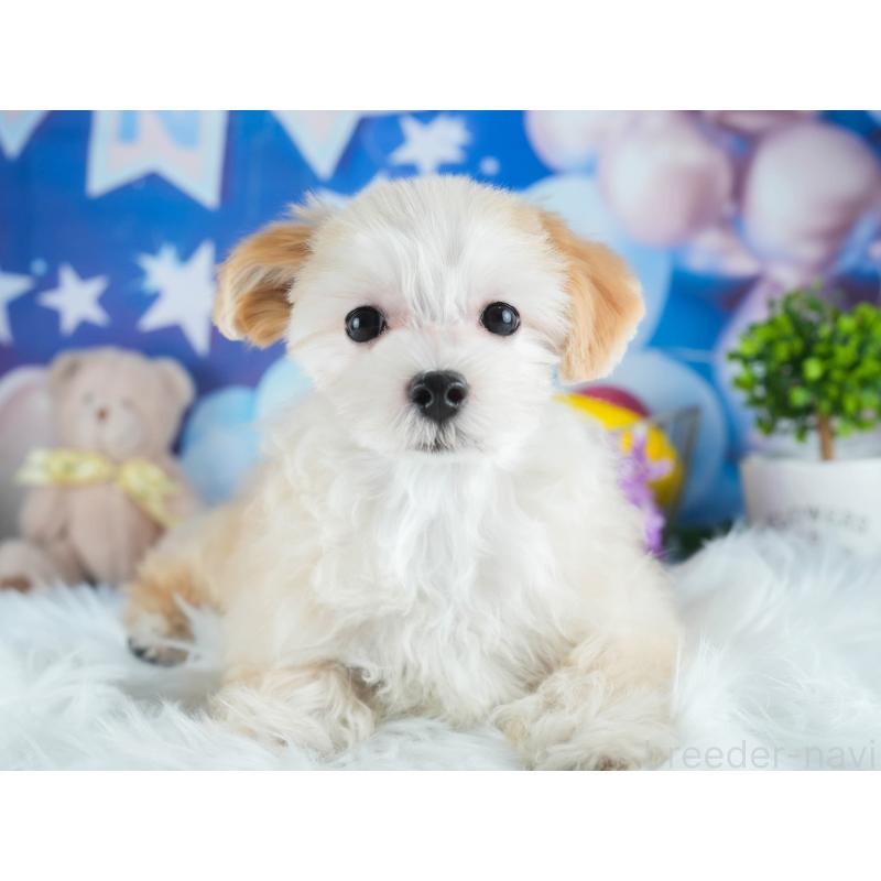 販売中の茨城県のミックス犬-412714の3枚目