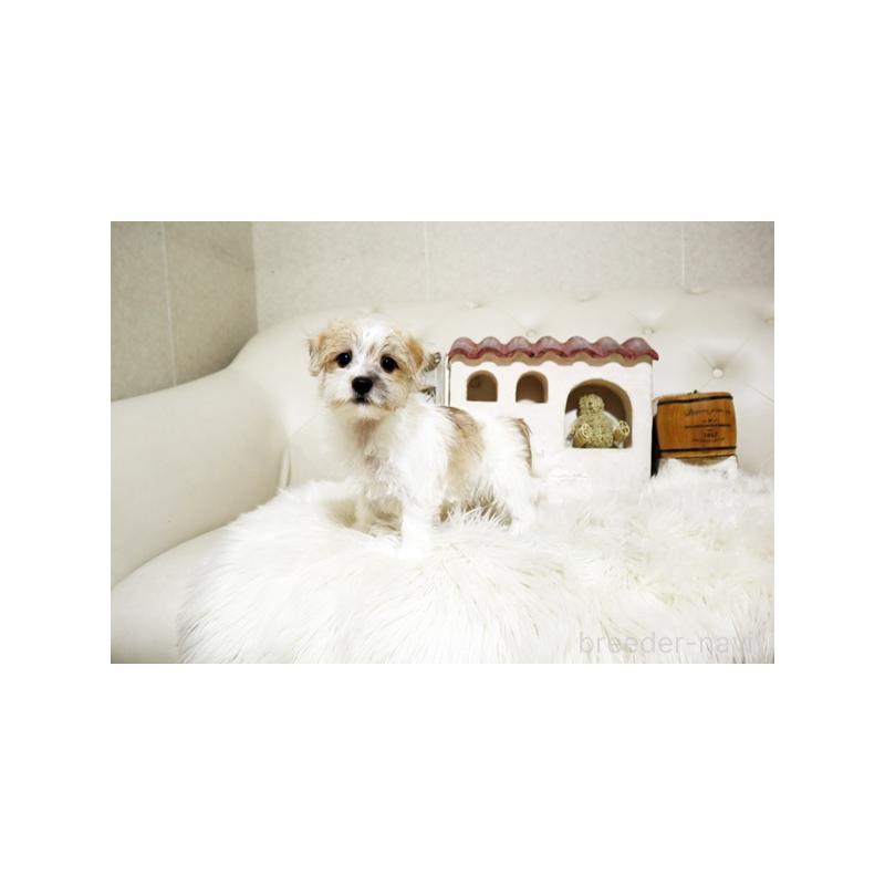 成約済の佐賀県のミックス犬-400930の4枚目