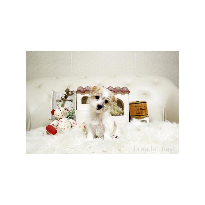 成約済の佐賀県のミックス犬-400930の3枚目