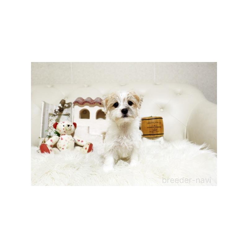 成約済の佐賀県のミックス犬-400930の2枚目