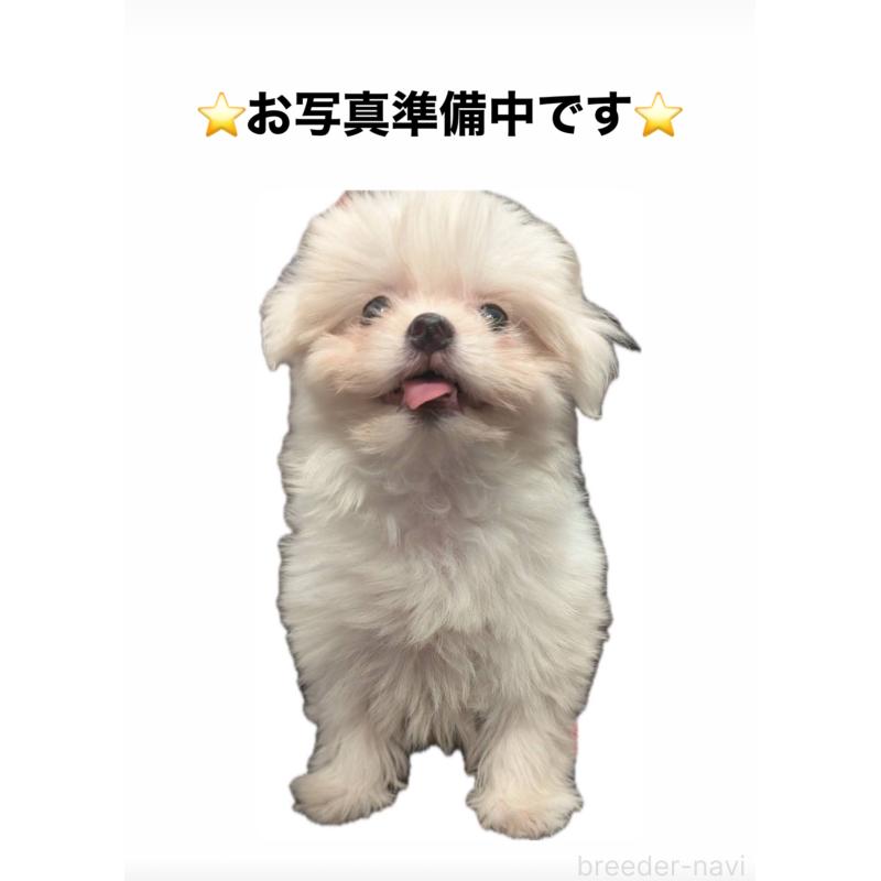 販売中の福岡県のポメマル:ポメラニアン×マルチーズ-412283の1枚目