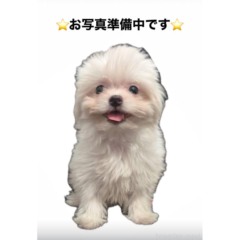 販売中の福岡県のポメマル:ポメラニアン×マルチーズ-412283の2枚目