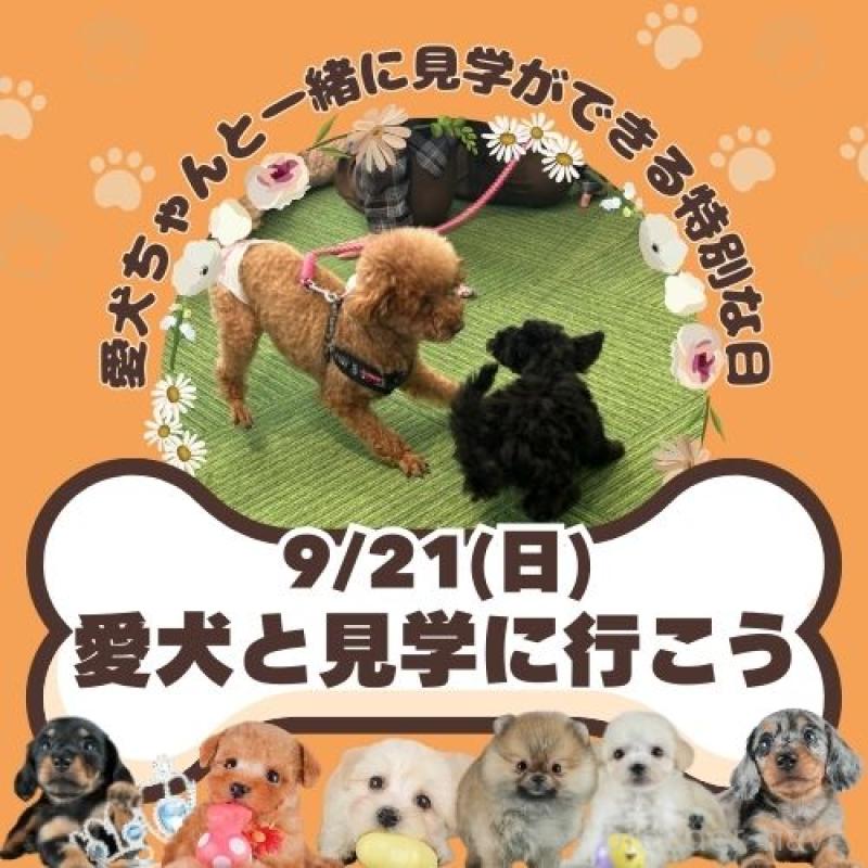成約済の茨城県のトイプードル-413683の13枚目