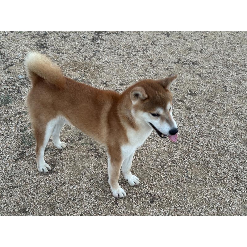 販売中の岡山県の柴犬-412290の5枚目