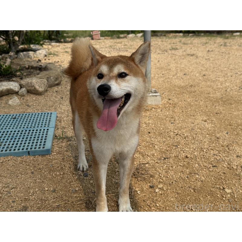 販売中の岡山県の柴犬-412290の1枚目