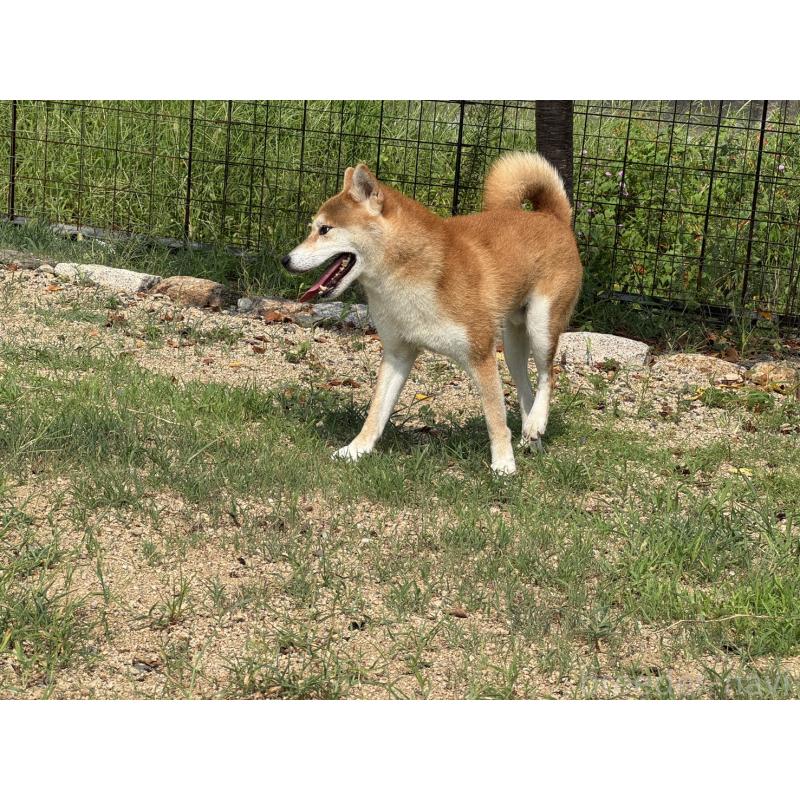 販売中の岡山県の柴犬-412290の4枚目