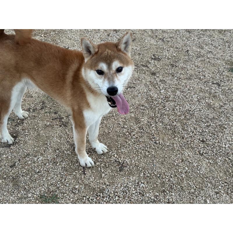 販売中の岡山県の柴犬-412290の3枚目