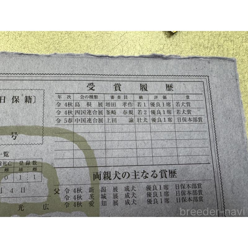 販売中の岡山県の柴犬-412290の2枚目