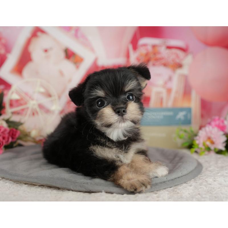 販売中の静岡県のチワマル:チワワ×マルチーズ-412477の9枚目