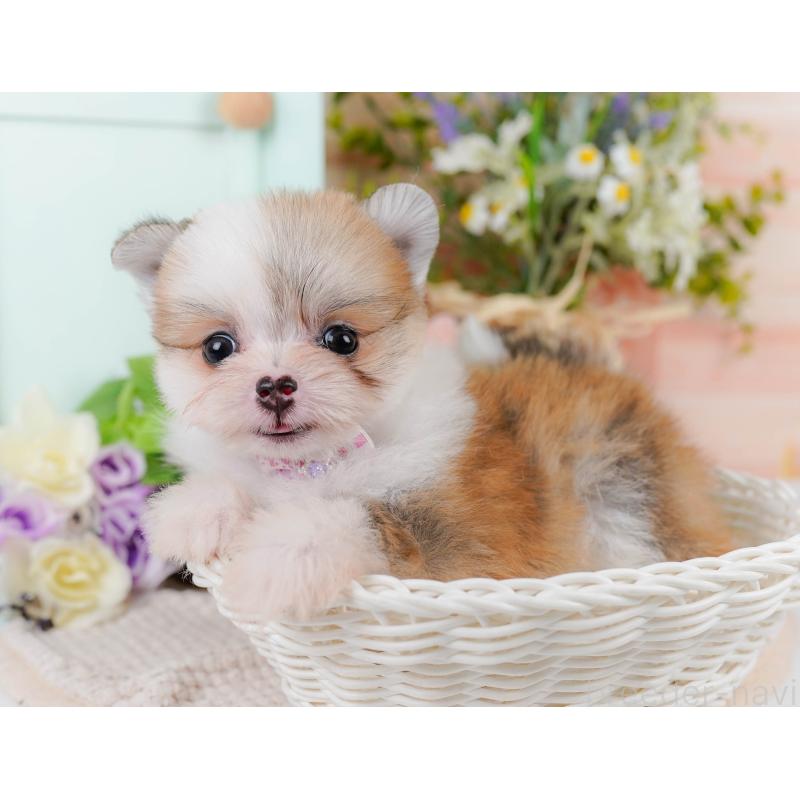 販売中の神奈川県のポメマル:ポメラニアン×マルチーズ-412458の6枚目