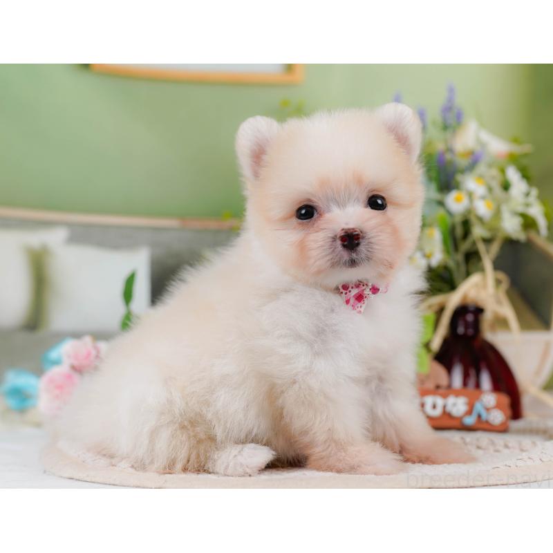 販売中の神奈川県のポメマル:ポメラニアン×マルチーズ-412459の9枚目