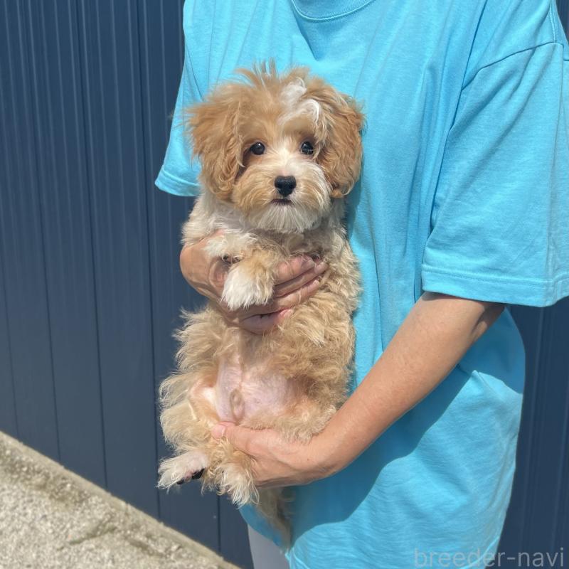 販売中の千葉県のマルプー:マルチーズ×トイプードル-412295の7枚目