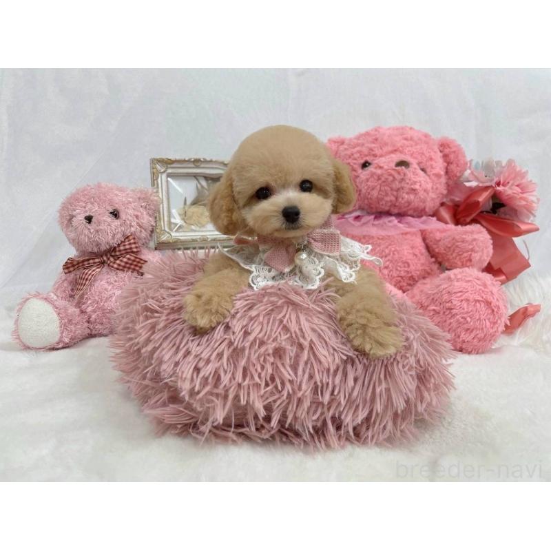 成約済の大阪府のティーカッププードル-407252の3枚目