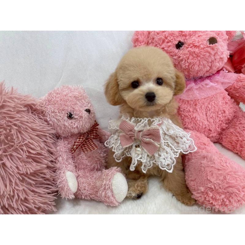 成約済の大阪府のティーカッププードル-407252の2枚目