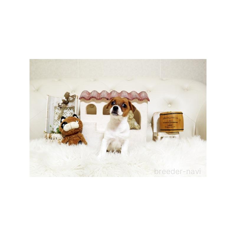 成約済の佐賀県のジャックラッセルテリア-407887の5枚目