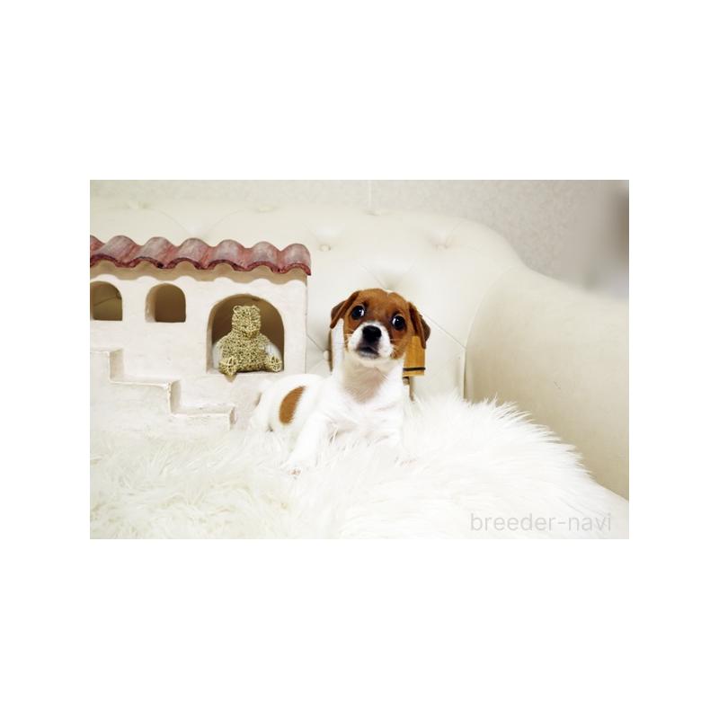 成約済の佐賀県のジャックラッセルテリア-407887の4枚目