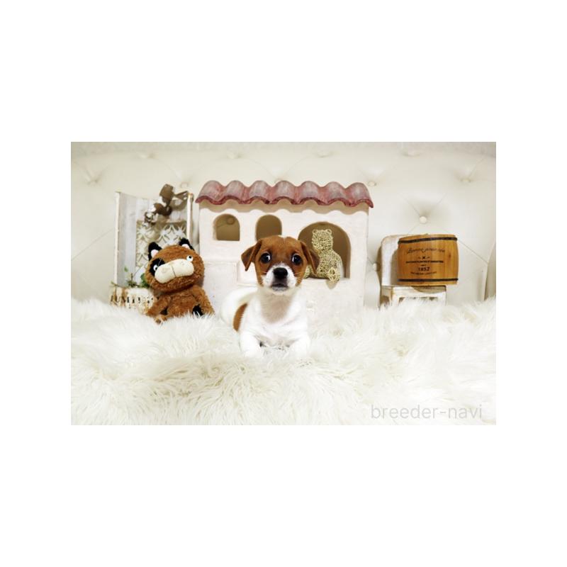 成約済の佐賀県のジャックラッセルテリア-407887の3枚目