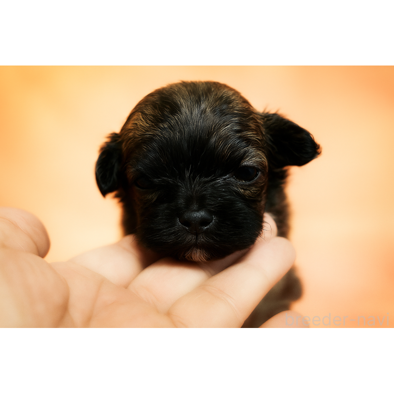 販売中の埼玉県のミックス犬-407938の2枚目