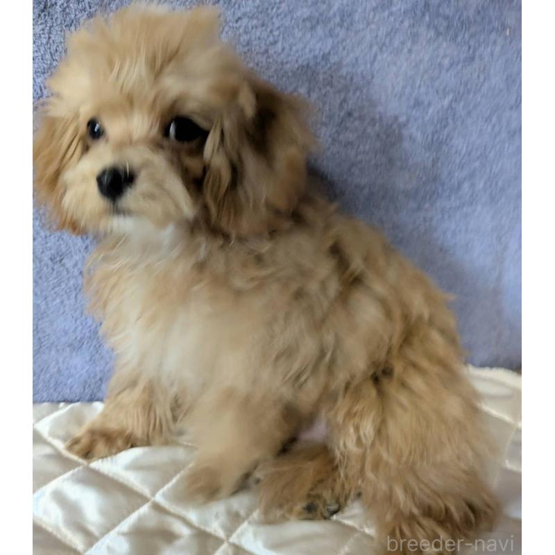 販売中の埼玉県のマルプー:マルチーズ×トイプードル-403895の7枚目