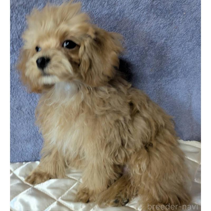 販売中の埼玉県のマルプー:マルチーズ×トイプードル-403895の6枚目