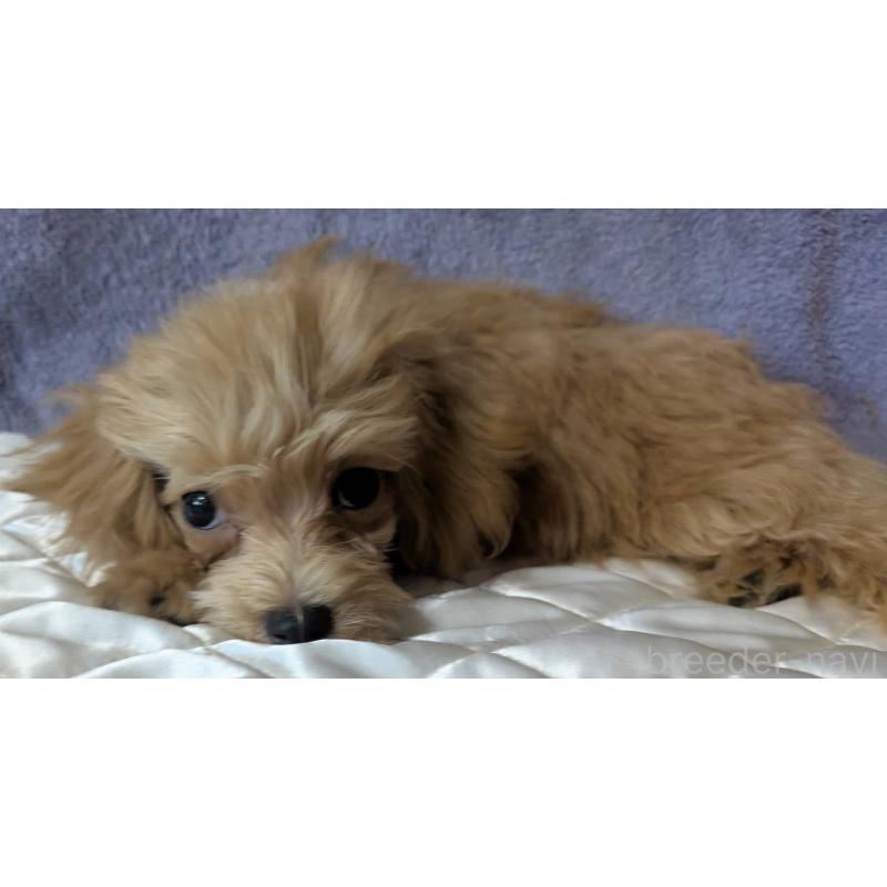 販売中の埼玉県のマルプー:マルチーズ×トイプードル-403895の5枚目