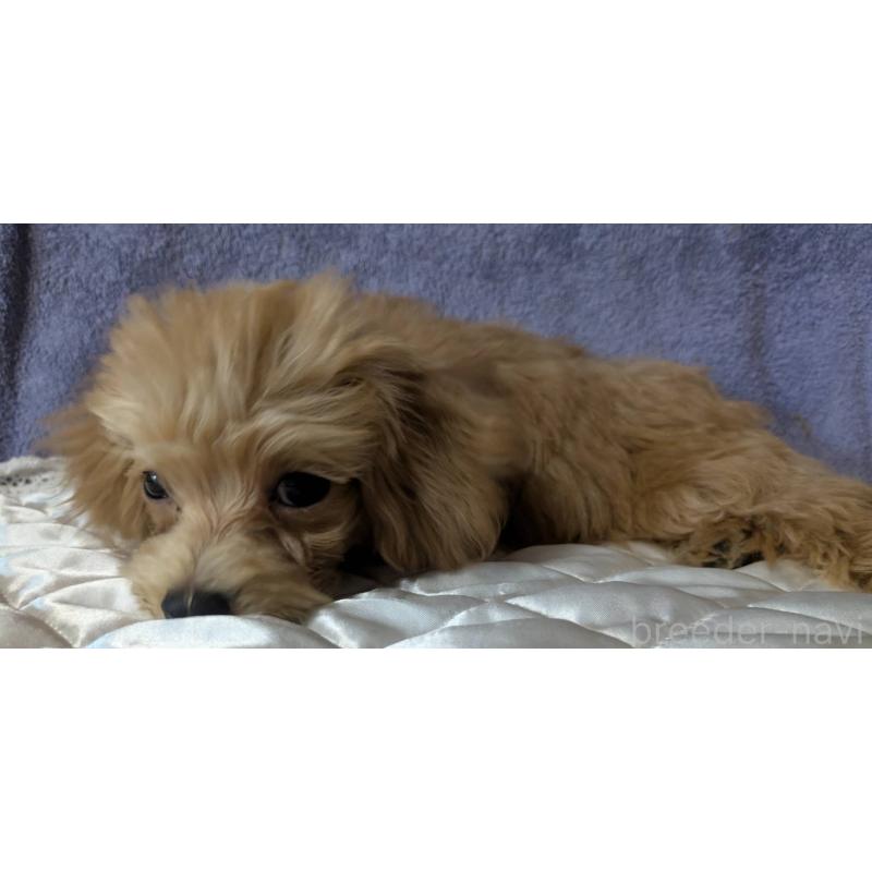 販売中の埼玉県のマルプー:マルチーズ×トイプードル-403895の4枚目