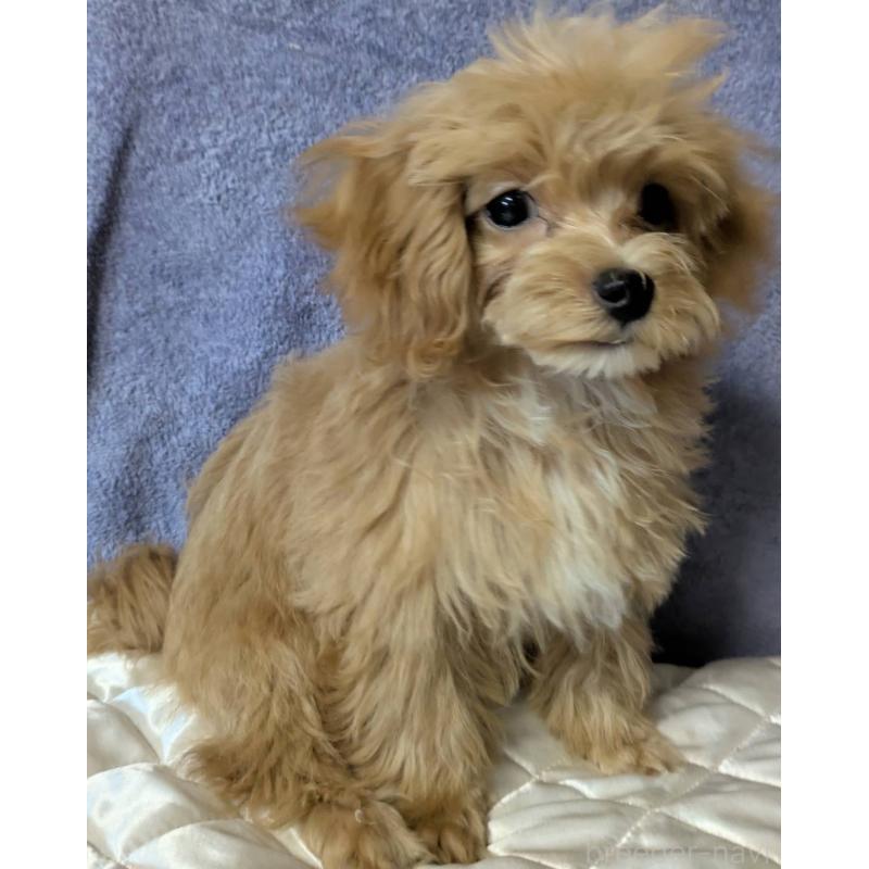 販売中の埼玉県のマルプー:マルチーズ×トイプードル-403895の3枚目