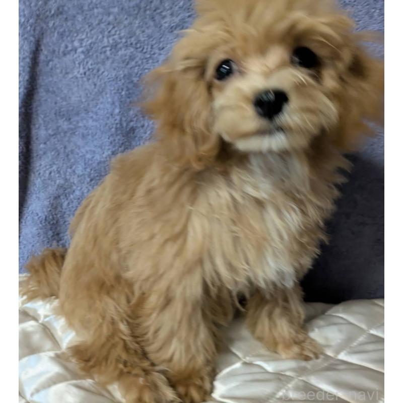 販売中の埼玉県のマルプー:マルチーズ×トイプードル-403895の2枚目