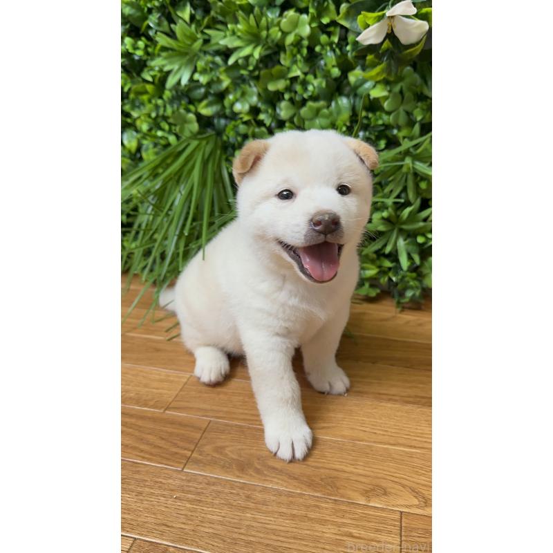 販売中の北海道の柴犬-412344の5枚目