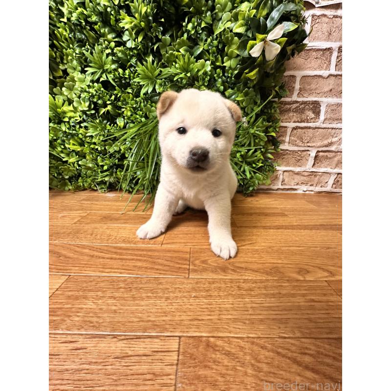 販売中の北海道の柴犬-412344の3枚目
